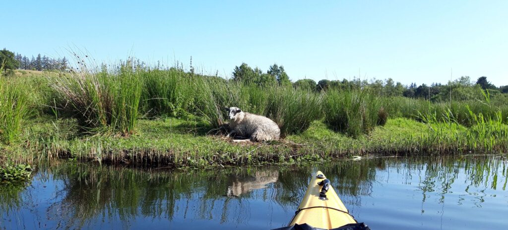 Med kajak på Halkær å