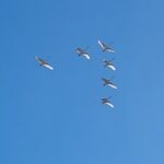 Fugle i Himmerland -Svaner i luften